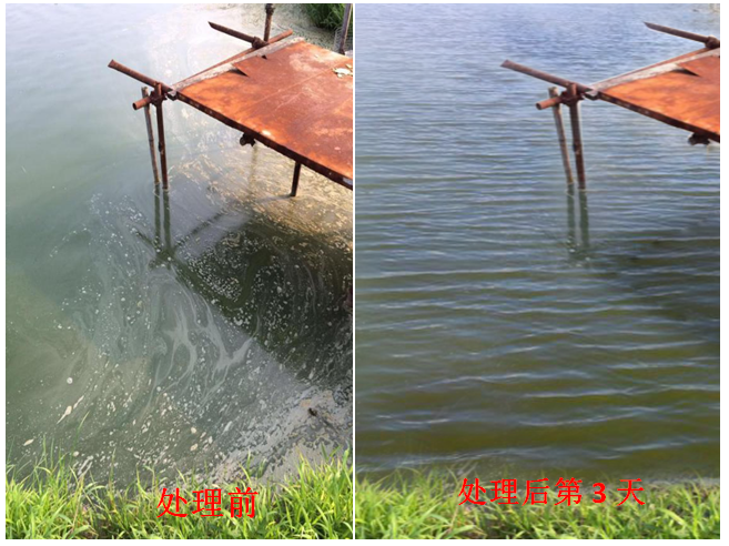 藻類(lèi)嚴(yán)重老化、油膜、泡沫、發(fā)黑水處理
