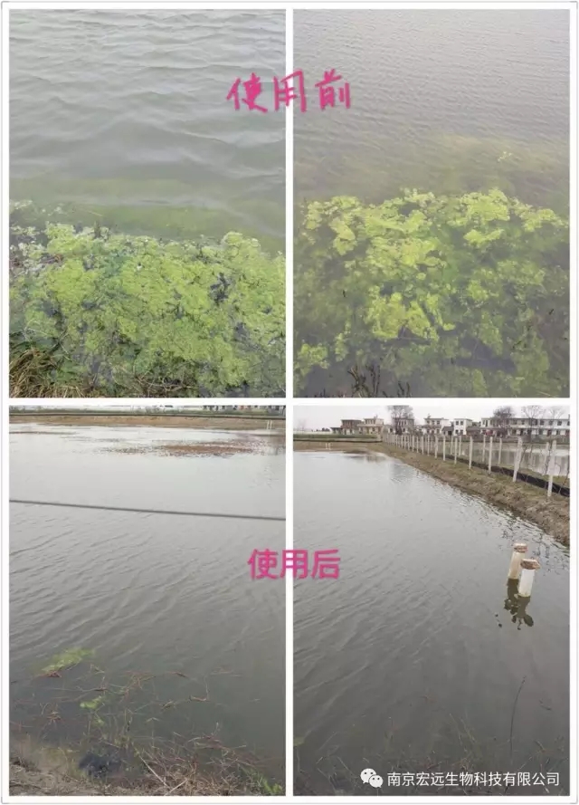 如何保苗、安全除青苔？猛戳--看案例！